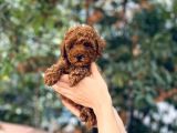 Anne Altından Red Brown Toy Poodle Yavrular
