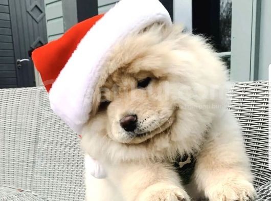 Chow Chow Yavruları