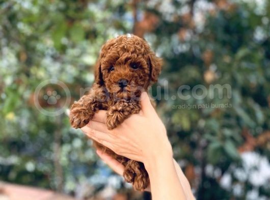 Anne Altından Red Brown Toy Poodle Yavrular görsel