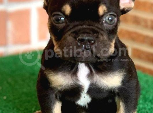 Safkan French Bulldog Black Tan Erkek Yavrumuz görsel