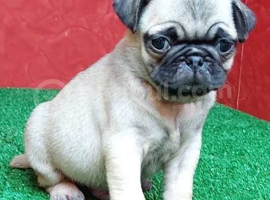 Türki̇ye Ni̇n En Muhteşem Di̇şi̇ Ve Erkek Pug Yavrulari