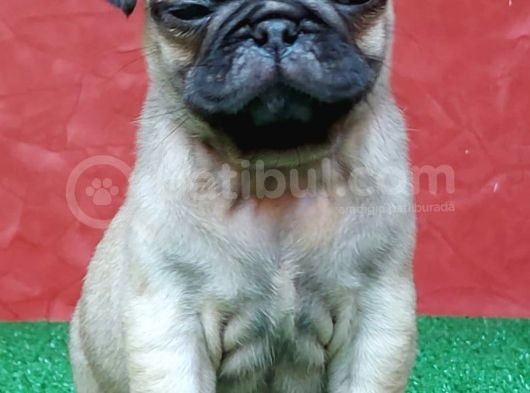 Türki̇ye Ni̇n En Muhteşem Di̇şi̇ Ve Erkek Pug Yavrulari görsel