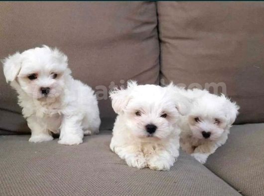 Kore Kan Maltese Terri̇er görsel