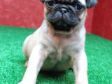 Türki̇ye Ni̇n En Muhteşem Di̇şi̇ Ve Erkek Pug Yavrulari