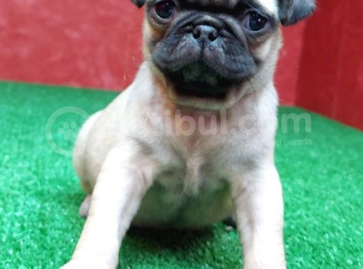 Türki̇ye Ni̇n En Muhteşem Di̇şi̇ Ve Erkek Pug Yavrulari görsel