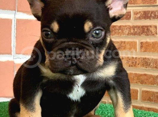 Safkan French Bulldog Black Tan Erkek Yavrumuz