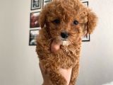 Mükemmel Kali̇tede Poodle Yavrulari