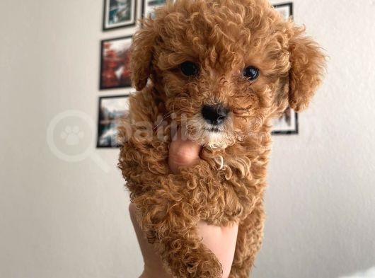 Mükemmel Kali̇tede Poodle Yavrulari