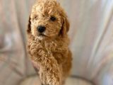 Mükemmel Kali̇tede Poodle Yavrulari