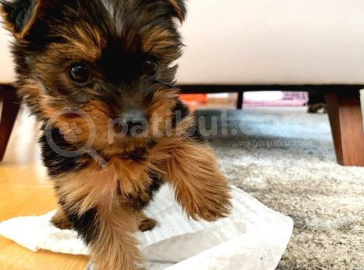 Morkie Cinsi Yavrular  görsel