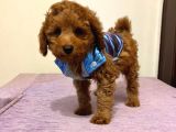 Red  Toy Poodle Yavrularimiz