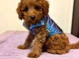 Red  Toy Poodle Yavrularimiz