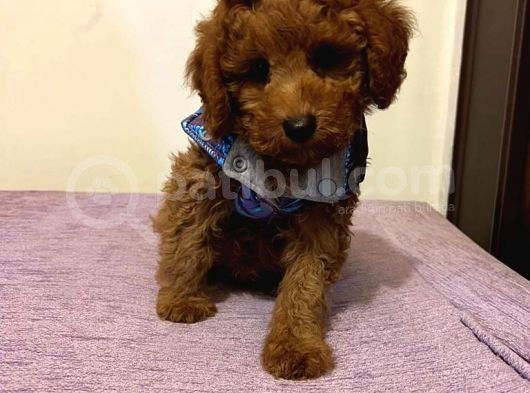 Red  Toy Poodle Yavrularimiz