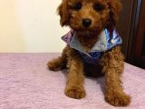 Red  Toy Poodle Yavrularimiz