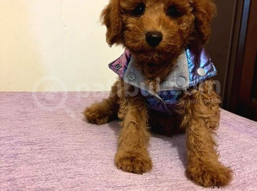 Red  Toy Poodle Yavrularimiz görsel