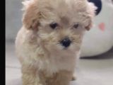Anne Altından 60 Günlük F1 Maltipoo Yavrum