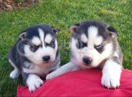 Maviş Gözlü Safkan Husky Minikler görsel
