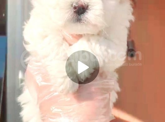 Maltesse Terrier Cinsi Güzel Yavrular 