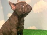 En Özel Renk Blue French Bulldog ( Dişi )