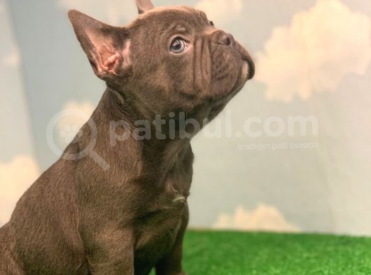 En Özel Renk Blue French Bulldog ( Dişi ) görsel