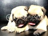 Üst Kalite Safkan Pug Mops Dişi ve Erkek