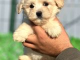 Maltipoo Bebeklerim