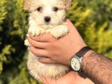 Küçük Morkie Kizim