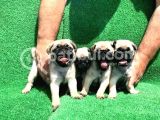 Gül Kuyruklu Safkan Krem Di̇şi̇ Ve Erkek Pug