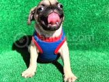 Krem Renk Di̇şi̇ Ve Erkek Orji̇nal Pug Mops Yavrular