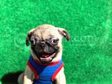 Krem Renk Di̇şi̇ Ve Erkek Orji̇nal Pug Mops Yavrular