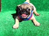Krem Renk Di̇şi̇ Ve Erkek Orji̇nal Pug Mops Yavrular