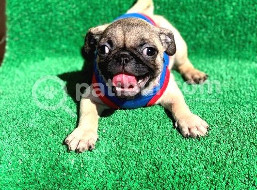 Krem Renk Di̇şi̇ Ve Erkek Orji̇nal Pug Mops Yavrular görsel