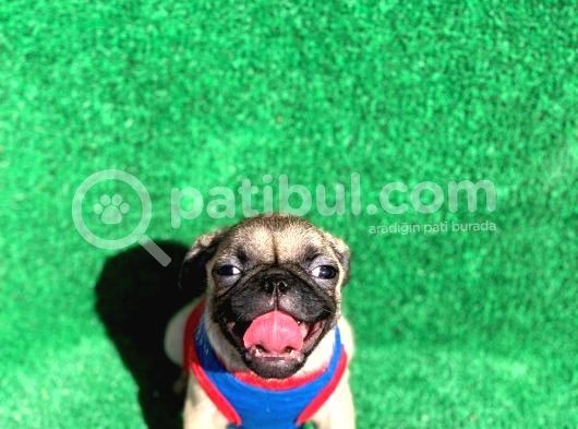 Krem Renk Di̇şi̇ Ve Erkek Orji̇nal Pug Mops Yavrular görsel