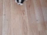 Anne Altından Sağlıklı Yavrular French Bulldog