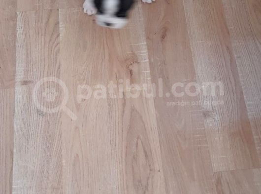 Anne Altından Sağlıklı Yavrular French Bulldog görsel