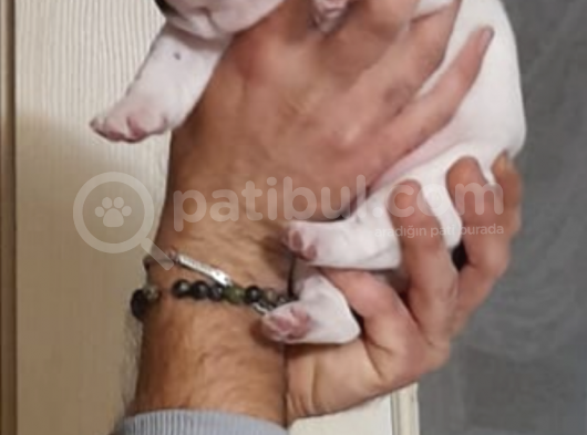 Anne Altından Sağlıklı Yavrular French Bulldog