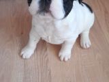 Anne Altından Sağlıklı Yavrular French Bulldog