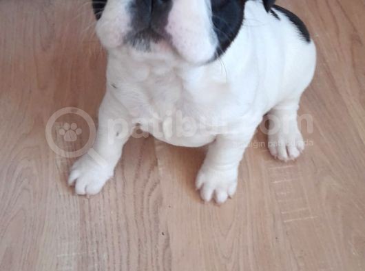 Anne Altından Sağlıklı Yavrular French Bulldog görsel