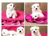 Maltesse Terrier Cinsi Güzel Yavrular 