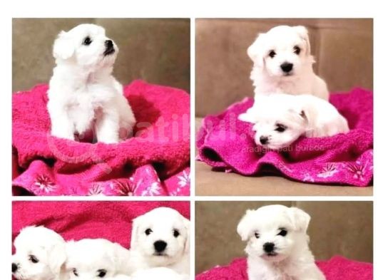 Maltesse Terrier Cinsi Güzel Yavrular 