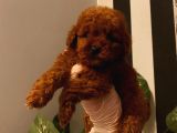 A Kali̇te Red Brown Yavrular