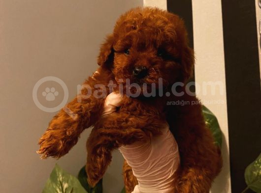 A Kali̇te Red Brown Yavrular