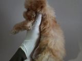 Küt Burun Dişi Maltipoo Yavrum