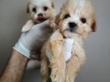 3 Adet F1 Dişi Maltipoo Yavrularım