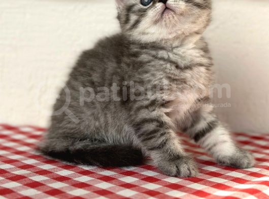 Orji̇nal Ev Kedi̇leri̇ Bri̇ti̇sh Shorthai̇r görsel