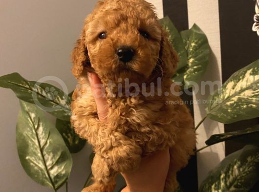 Ev Doğumlu Poodle Bebeklerimiz görsel