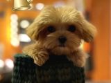 Maltipoo Hipoalerjenik Tüy Dökmez Orjinal Safkan Garantili