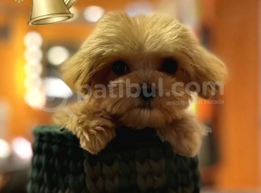 Maltipoo Hipoalerjenik Tüy Dökmez Orjinal Safkan Garantili görsel