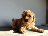Maltipoo Hipoalerjenik Tüy Dökmez Orjinal Safkan Garantili