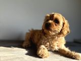 Maltipoo Hipoalerjenik Tüy Dökmez Orjinal Safkan Garantili